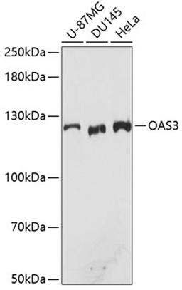 Western blot - OAS3 antibody (A9481)