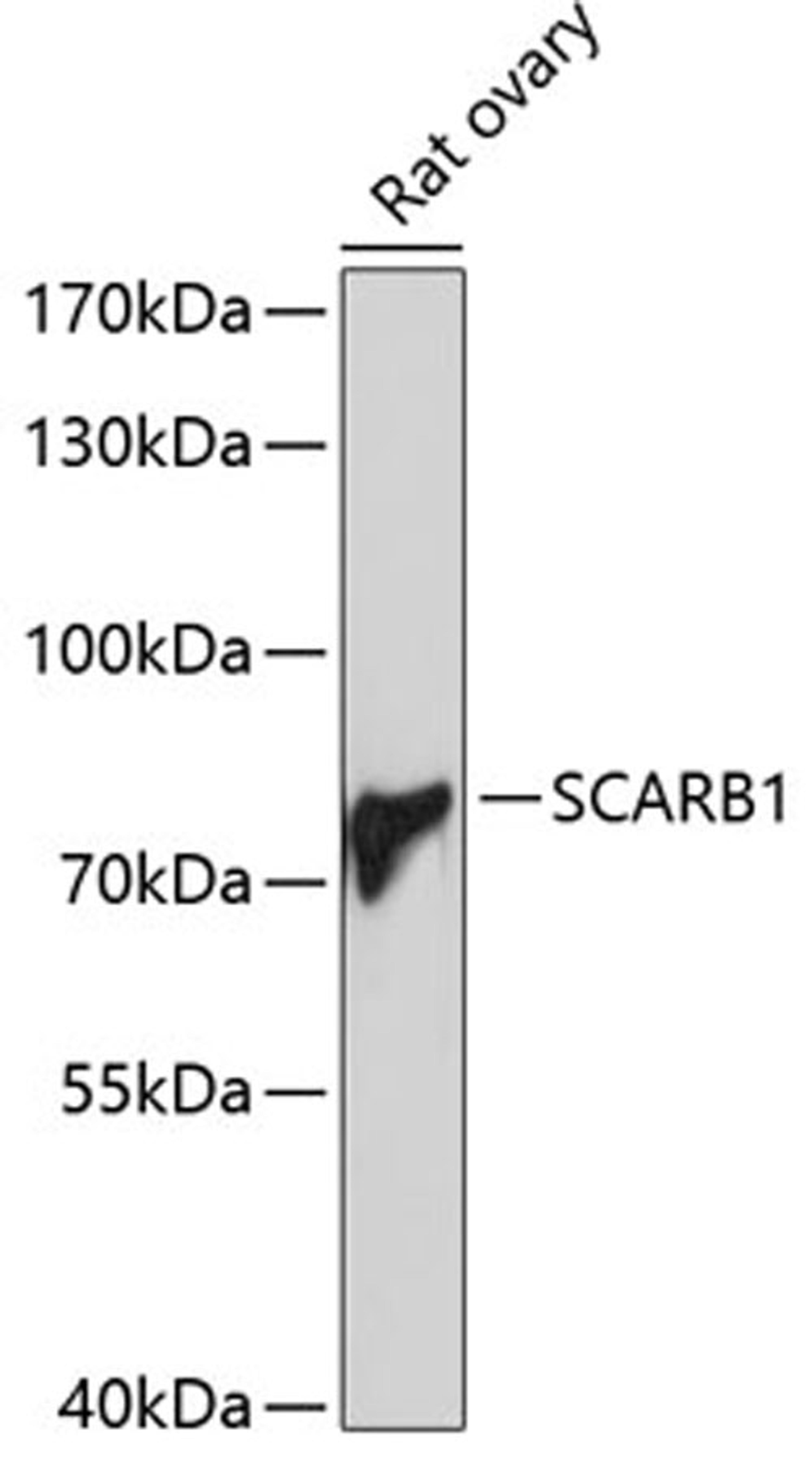 Western blot - SCARB1 Antibody (A1584)