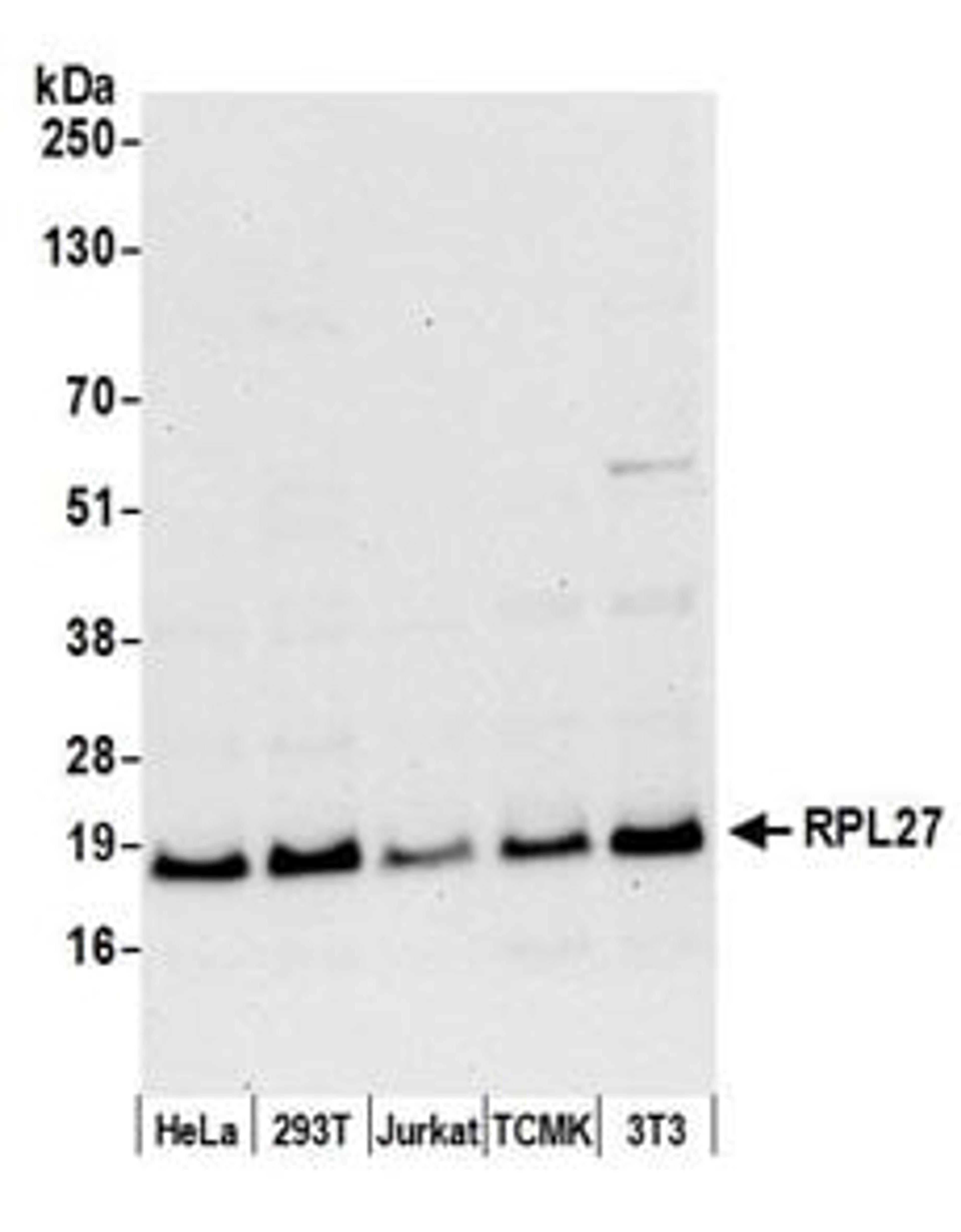 Detection of human and mouse RPL27 by western blot.