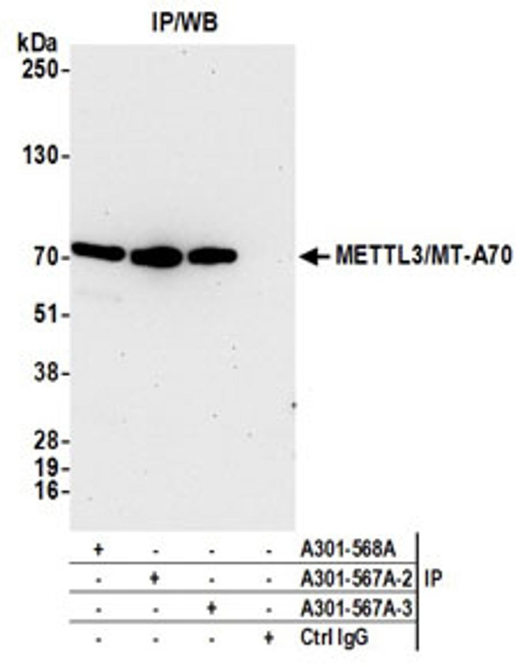 Detection of human METTL3/MT-A70 by western blot of immunoprecipitates.