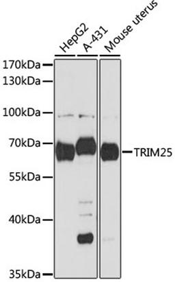 Western blot - TRIM25 antibody (A12938)