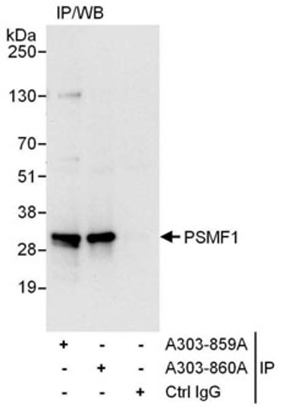 Detection of human PSMF1 by western blot of immunoprecipitates.