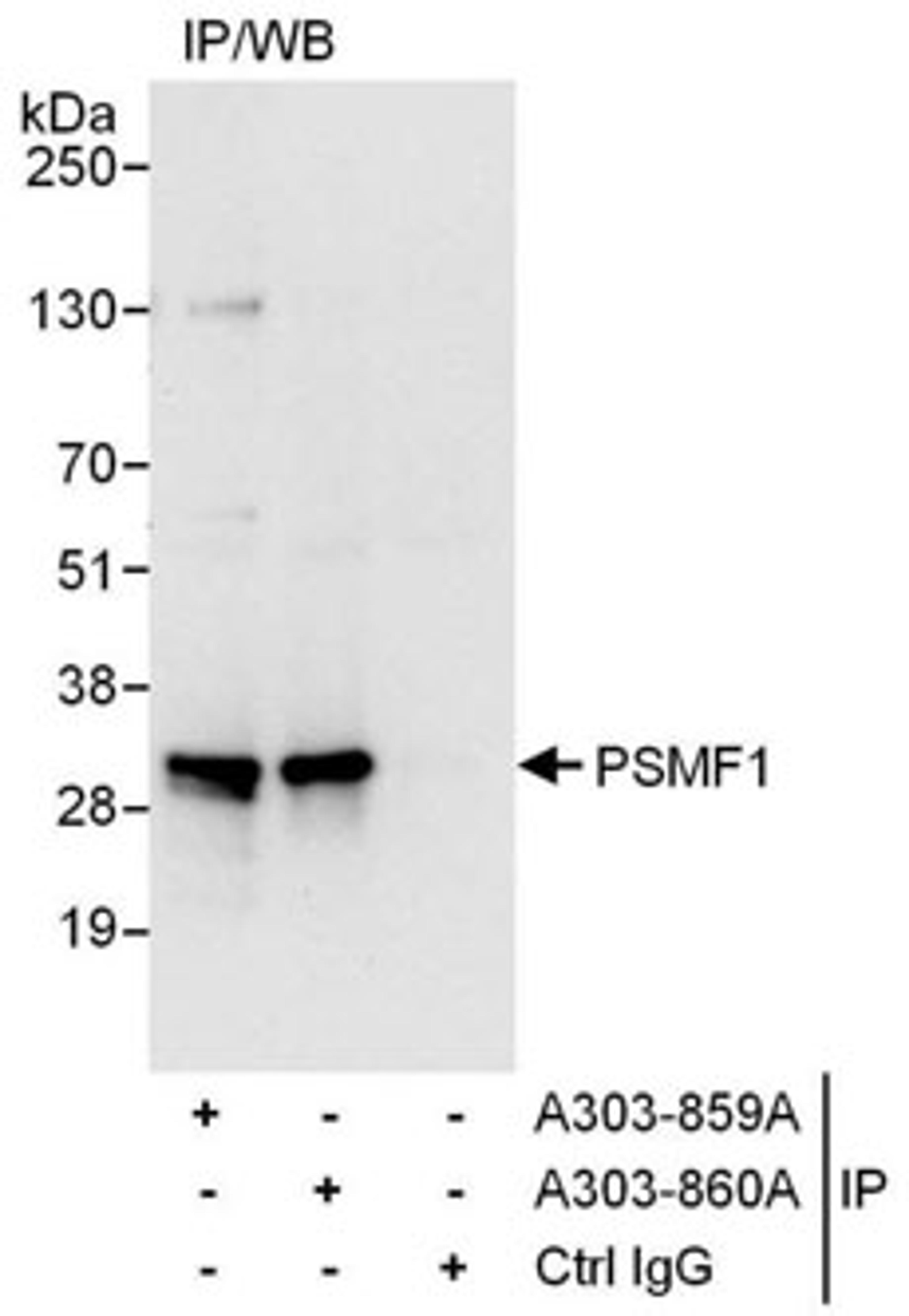 Detection of human PSMF1 by western blot of immunoprecipitates.