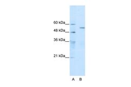 Antibody used in WB on Human HepG2 at 0.2-1 ug/ml.