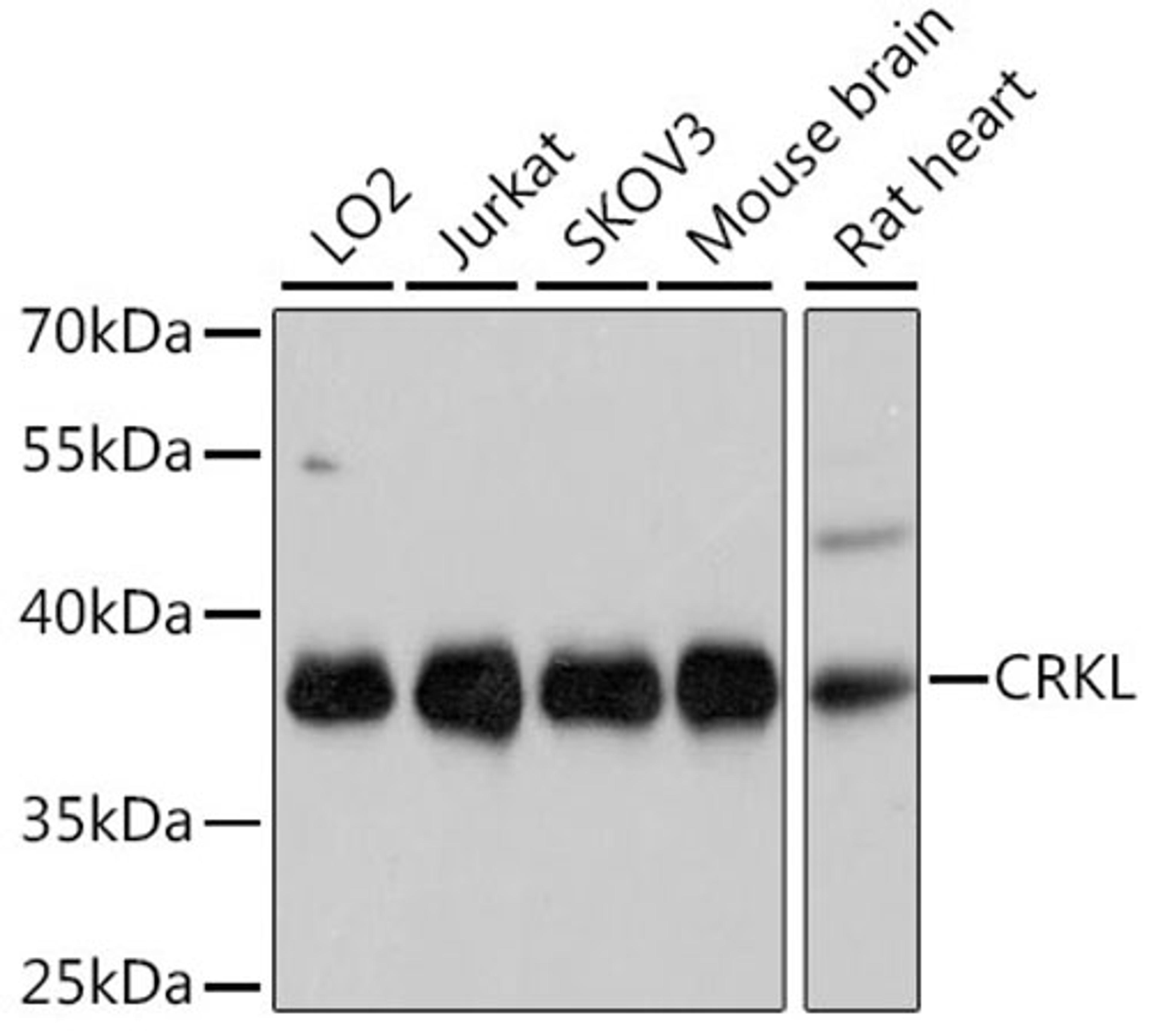 Western blot - CRKL Antibody (A11735)