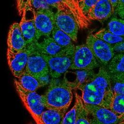 Immunocytochemistry/Immunofluorescence: SRP54 Antibody [NBP2-13380] - Staining of human cell line Hep-G2 shows positivity in nucleoli and cytoplasm.