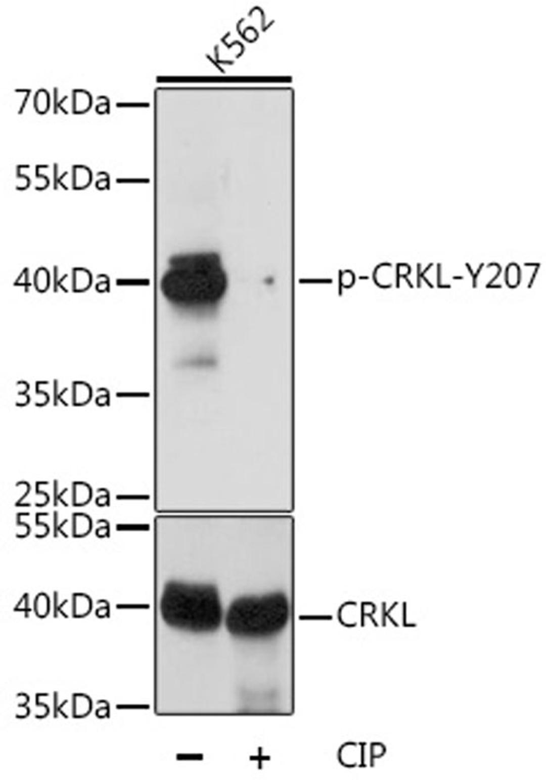 Western blot - Phospho-CRKL-Y207 antibody (AP0824)