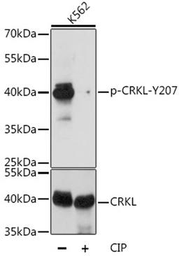 Western blot - Phospho-CRKL-Y207 antibody (AP0824)