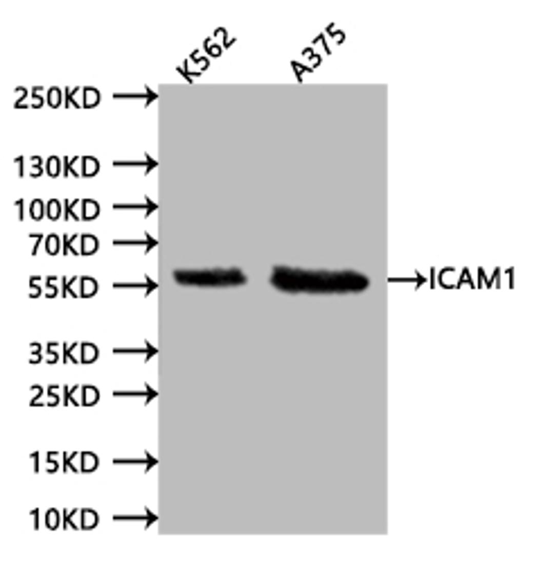 Western BlotPositive WB detected in:K562 whole cell lysate (20µg), A375 whole cell lysate (20µg)All lanes: ICAM1 antibody at 1:1000SecondaryGoat polyclonal to human IgG at 1/40000 dilutionPredicted band size:57.83 kDaObserved band size:58 kDaExposure time:120s