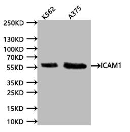 Western BlotPositive WB detected in:K562 whole cell lysate (20µg), A375 whole cell lysate (20µg)All lanes: ICAM1 antibody at 1:1000SecondaryGoat polyclonal to human IgG at 1/40000 dilutionPredicted band size:57.83 kDaObserved band size:58 kDaExposure time:120s