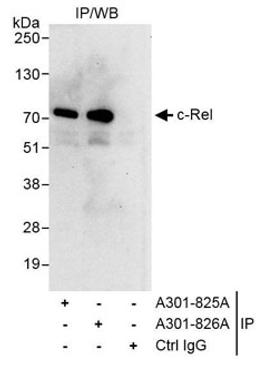 Detection of human c-Rel by western blot of immunoprecipitates.