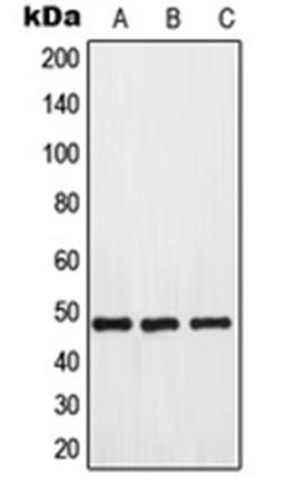 Western blot analysis of HeLa (Lane 1), mouse kidney (Lane 2), rat kidney (Lane 3) whole cell lysates using GPR173 antibody