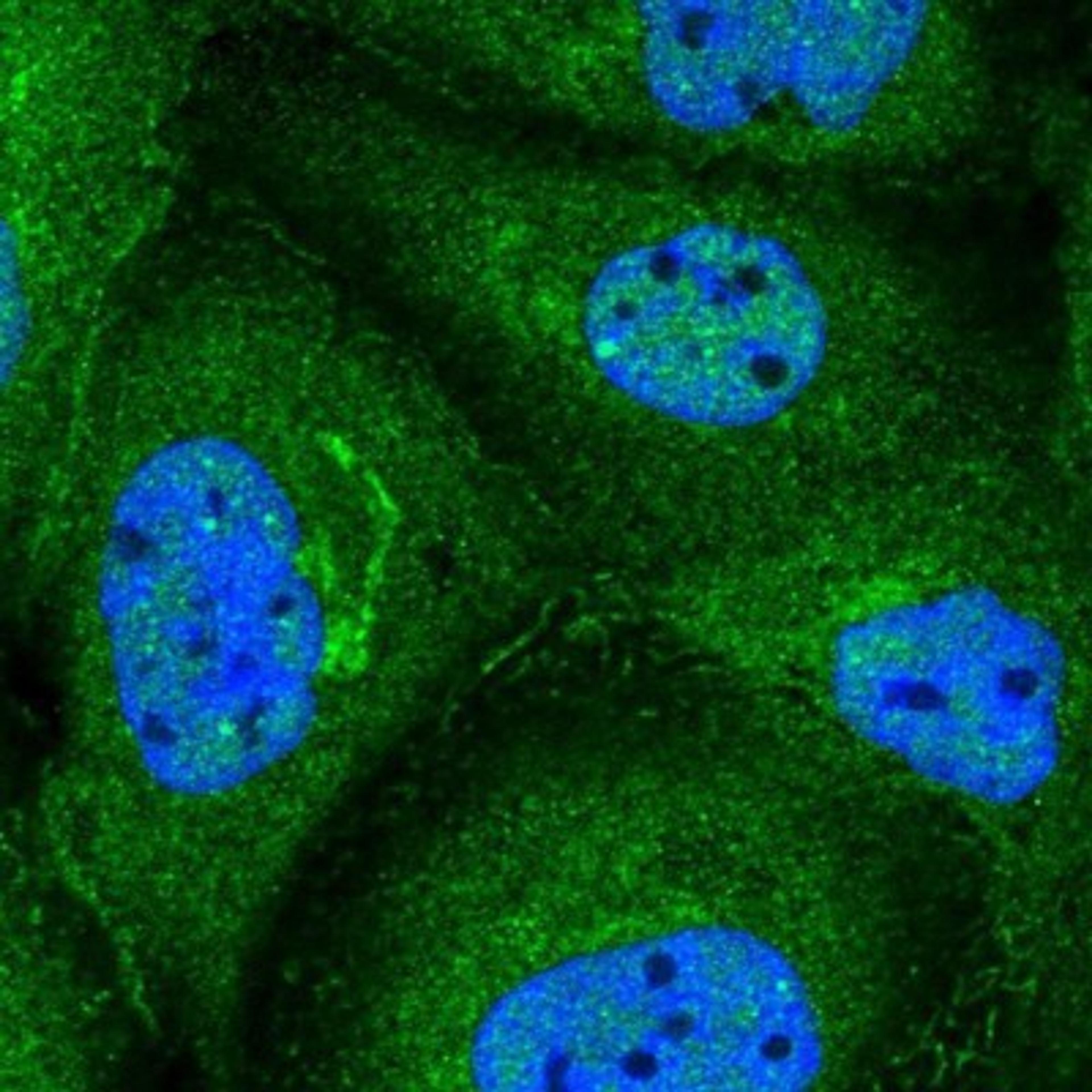 Immunocytochemistry/Immunofluorescence: COG3 Antibody [NBP1-80772] - Staining of human cell line A-431 shows positivity in nucleus but not nucleoli, plasma membrane, cytoplasm & golgi apparatus.