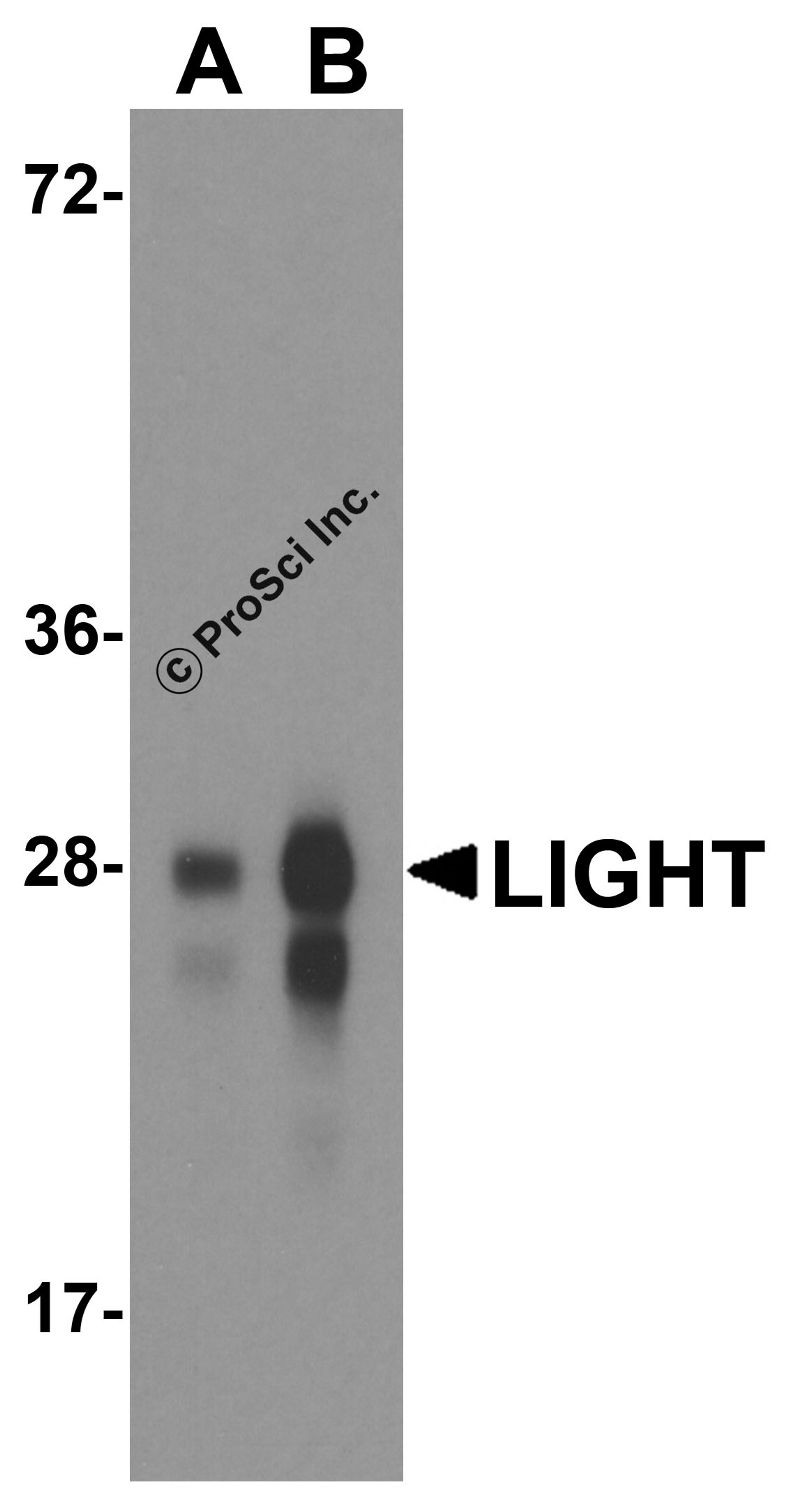 Western blot analysis of LIGHT in overexpressing HEK293 cells with LIGHT antibody at 0.5 and 1 μg/ml