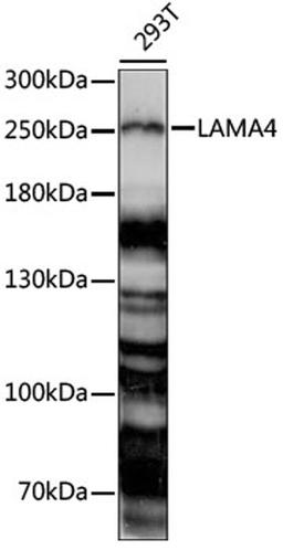 Western blot - LAMA4 antibody (A15286)