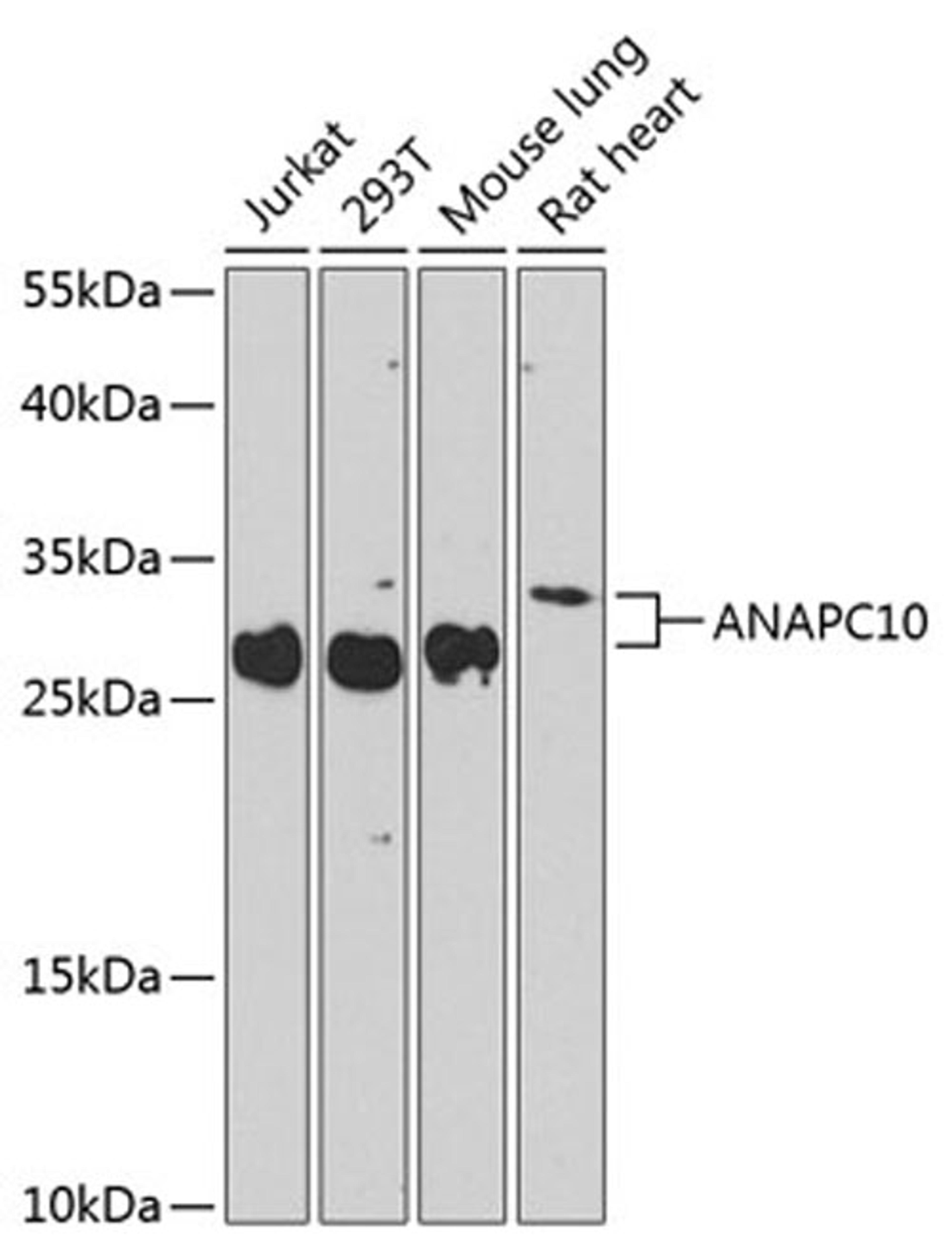 Western blot - ANAPC10 antibody (A8330)