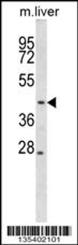 Western blot analysis in mouse liver tissue lysates (35ug/lane).
