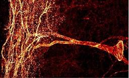 Immunocytochemistry/Immunofluorescence: Neurokinin 1 Receptor Antibody [NB300-101] - Confocal image of SPR reactivity using polyclonal anti-NK-1 Receptor (NB 300-101) in a lamina III neuron in the spinal cord of a rat.