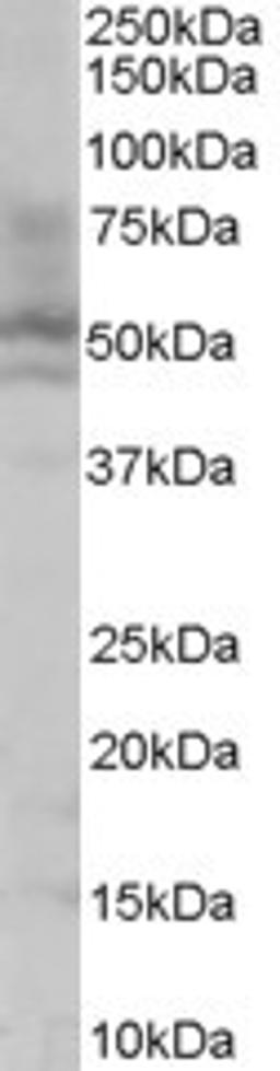 Western Blot: HNF4 alpha Antibody [NB100-1783] - (0.1ug/ml) staining of HepG2 lysate (35ug protein in RIPA buffer). Primary incubation was 1 hour. Detected by chemiluminescence.