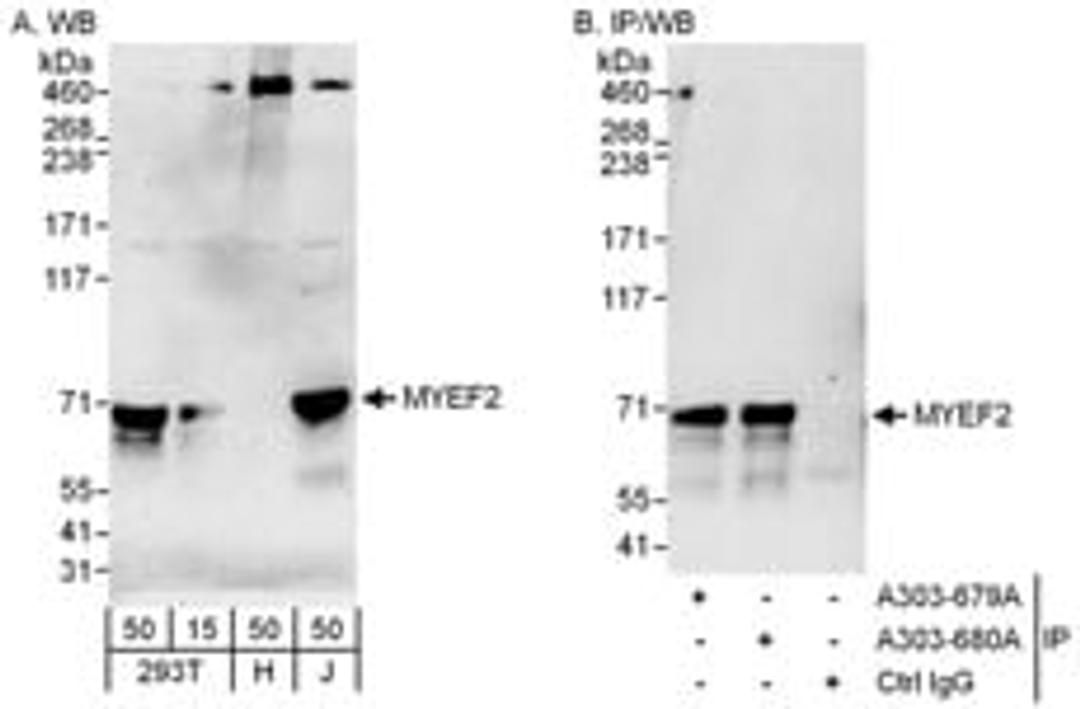 Detection of human MYEF2 by western blot and immunoprecipitation.