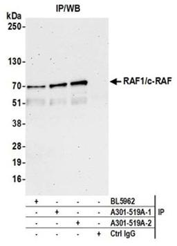 Detection of human RAF1/c-RAF by western blot of immunoprecipitates.