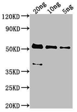 Western Blot. Positive WB detected in Recombinant protein. All lanes: MCP antibody at 1:2000. Secondary. Goat polyclonal to rabbit IgG at 1/50000 dilution. Predicted band size: 47.8 kDa. Observed band size: 53 kDa. 