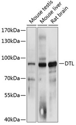 Western blot - DTL antibody (A12150)