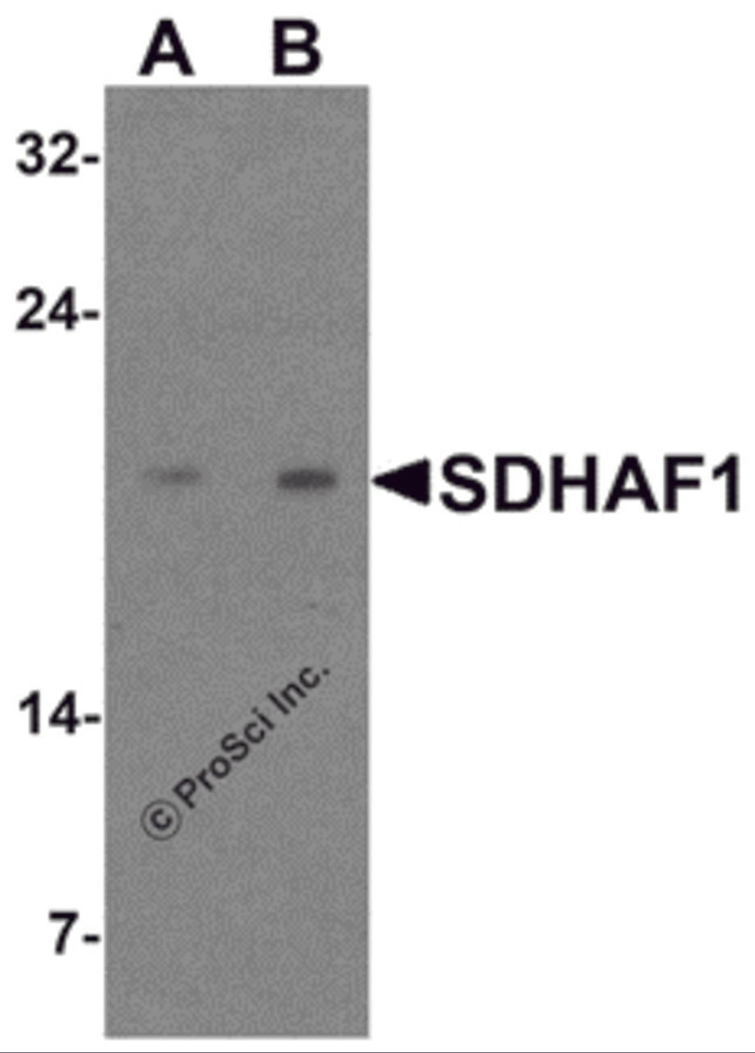 Western blot analysis of SDHAF1 in 3T3 cell lysate with SDHAF1 antibody at (A) 1 and (B) 2 μg/mL.