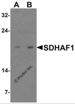 Western blot analysis of SDHAF1 in 3T3 cell lysate with SDHAF1 antibody at (A) 1 and (B) 2 μg/mL.