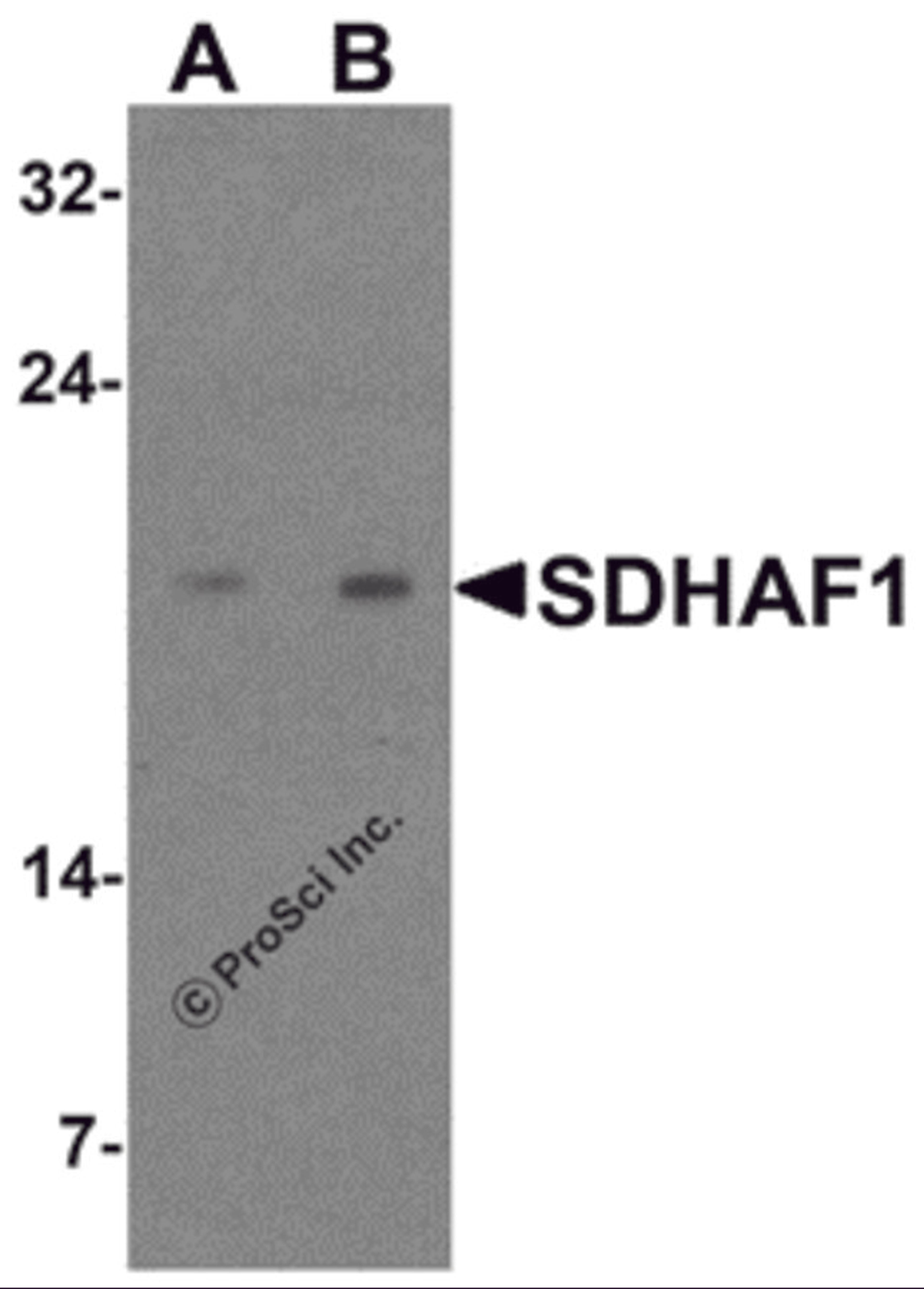 Western blot analysis of SDHAF1 in 3T3 cell lysate with SDHAF1 antibody at (A) 1 and (B) 2 μg/mL.