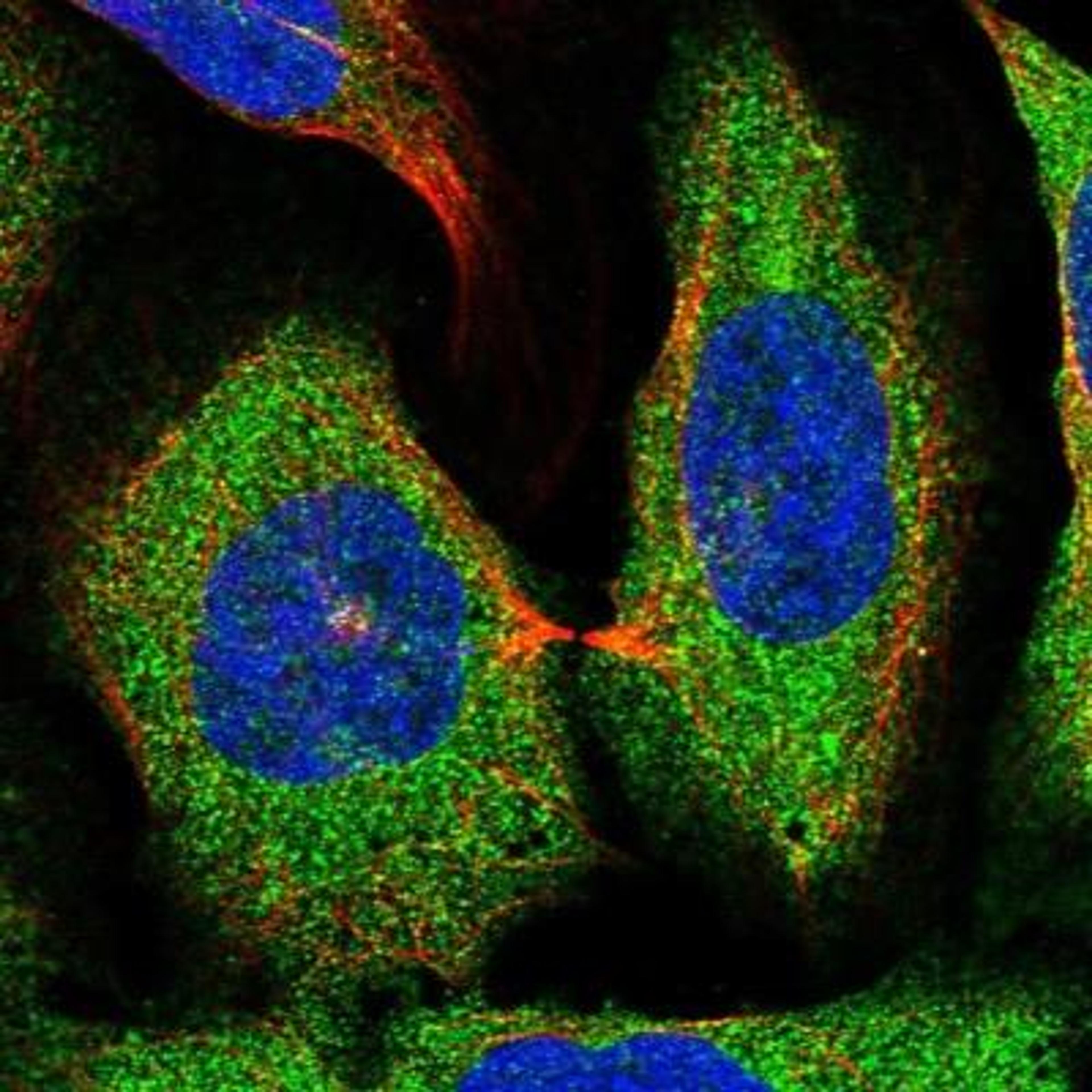 Immunocytochemistry/ Immunofluorescence: FAM151B Antibody [NBP1-90647] -  Staining of human cell line U-2 OS shows positivity in cytoplasm.