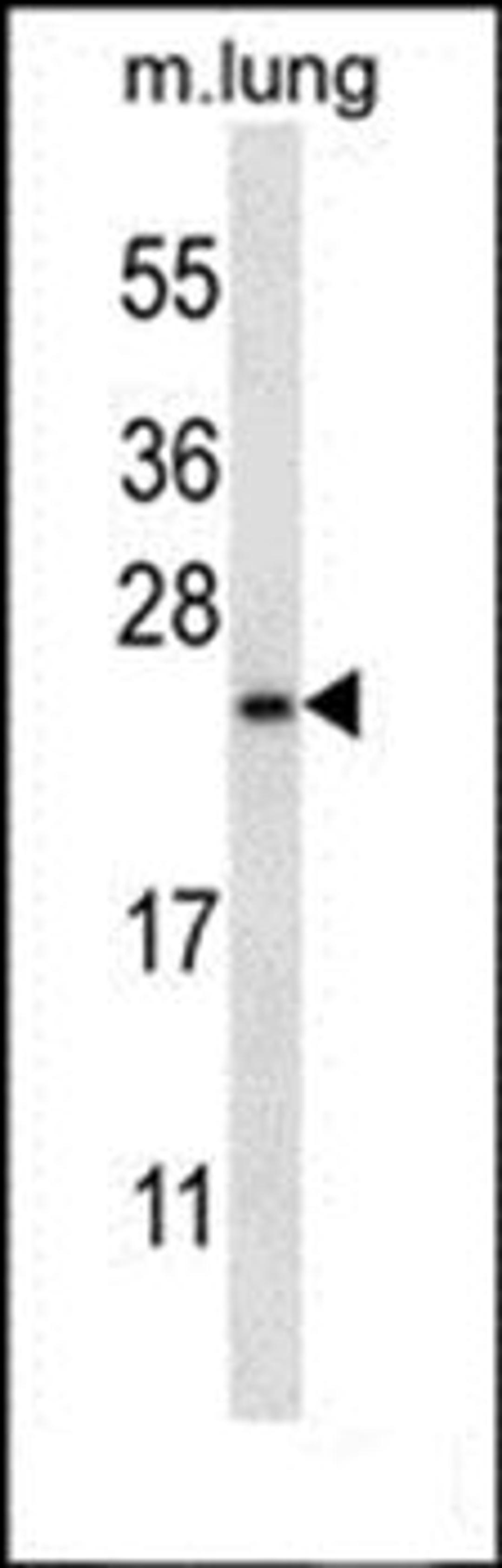 Western blot analysis of mouse lung tissue lysates (35ug/lane)using RHEBL1 antibody (primary antibody dilution at: 1:1000)