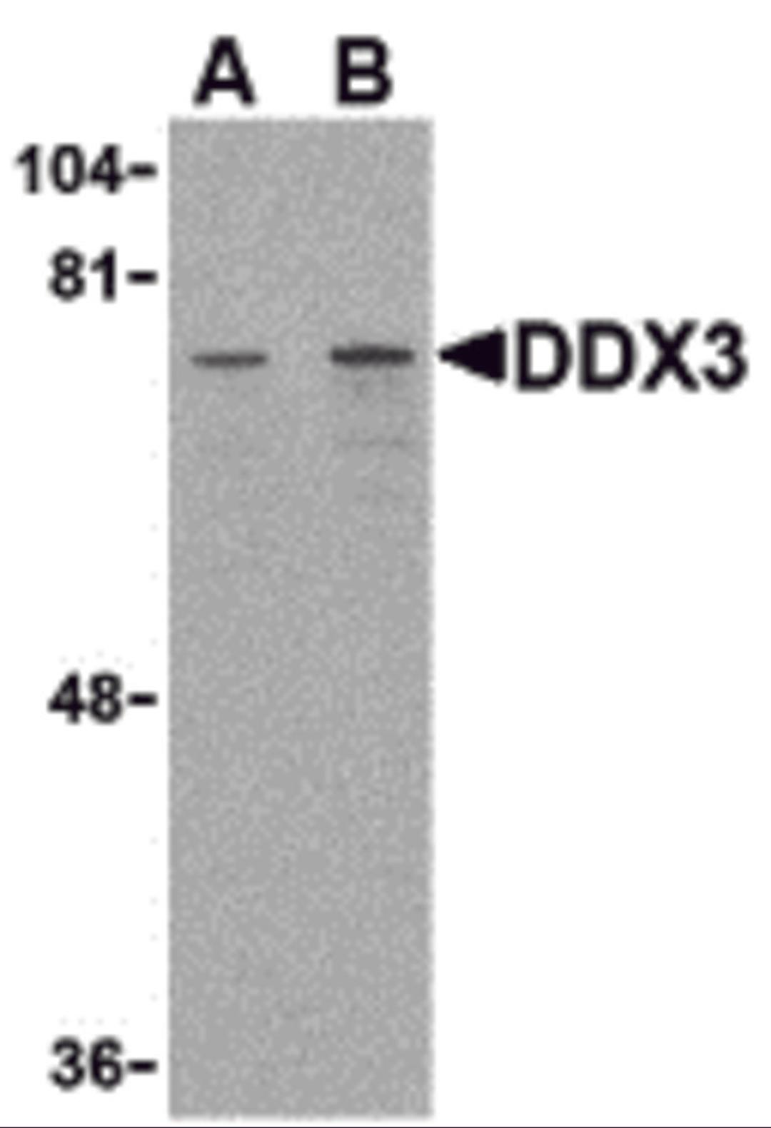 Western blot analysis of DDX3 in HepG2 cell lysate with DDX3 antibody at (A) 1 and (B) 2 &#956;g/mL.