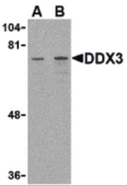 Western blot analysis of DDX3 in HepG2 cell lysate with DDX3 antibody at (A) 1 and (B) 2 &#956;g/mL.