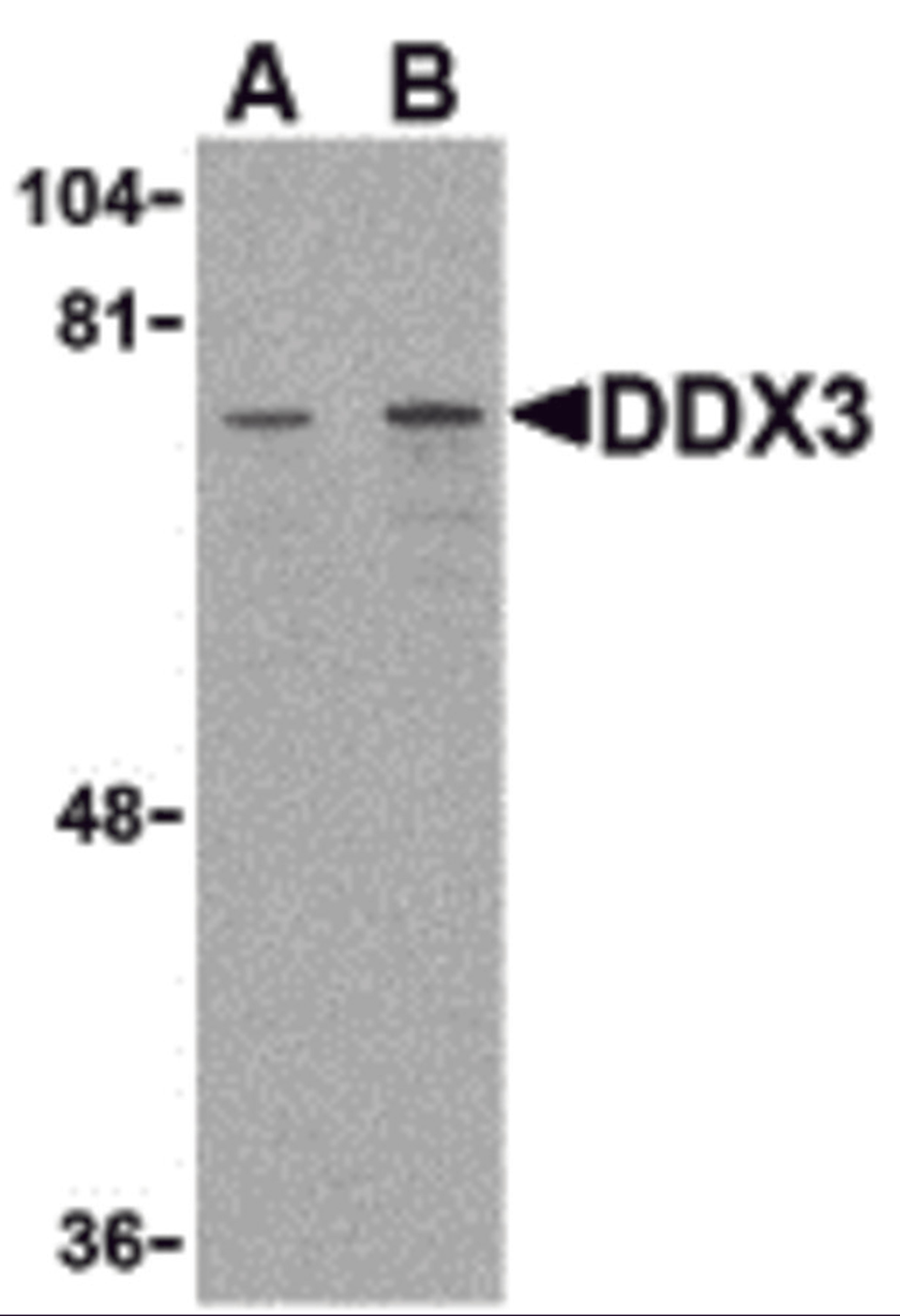Western blot analysis of DDX3 in HepG2 cell lysate with DDX3 antibody at (A) 1 and (B) 2 μg/mL.