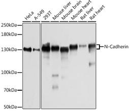 Western blot - N-Cadherin antibody (A3045)