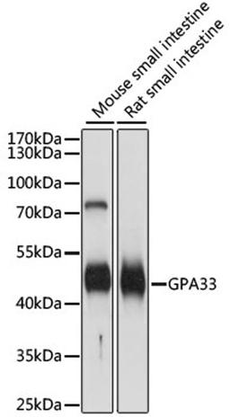 Western blot - GPA33 antibody (A15127)