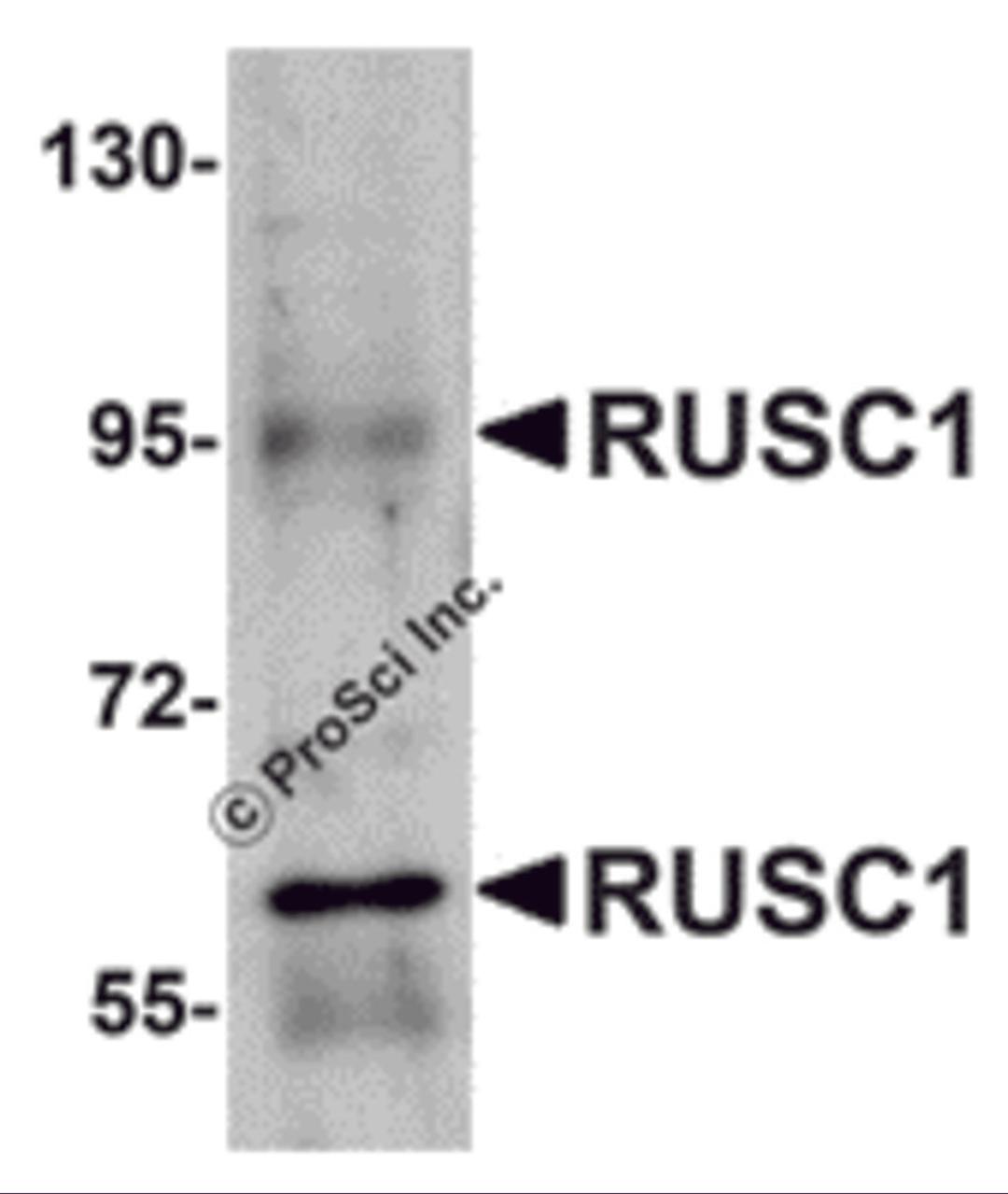 Western blot analysis of RUSC1 in A-20 cell lysate with RUSC1 antibody at 1 μg/mL.