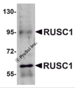 Western blot analysis of RUSC1 in A-20 cell lysate with RUSC1 antibody at 1 μg/mL.
