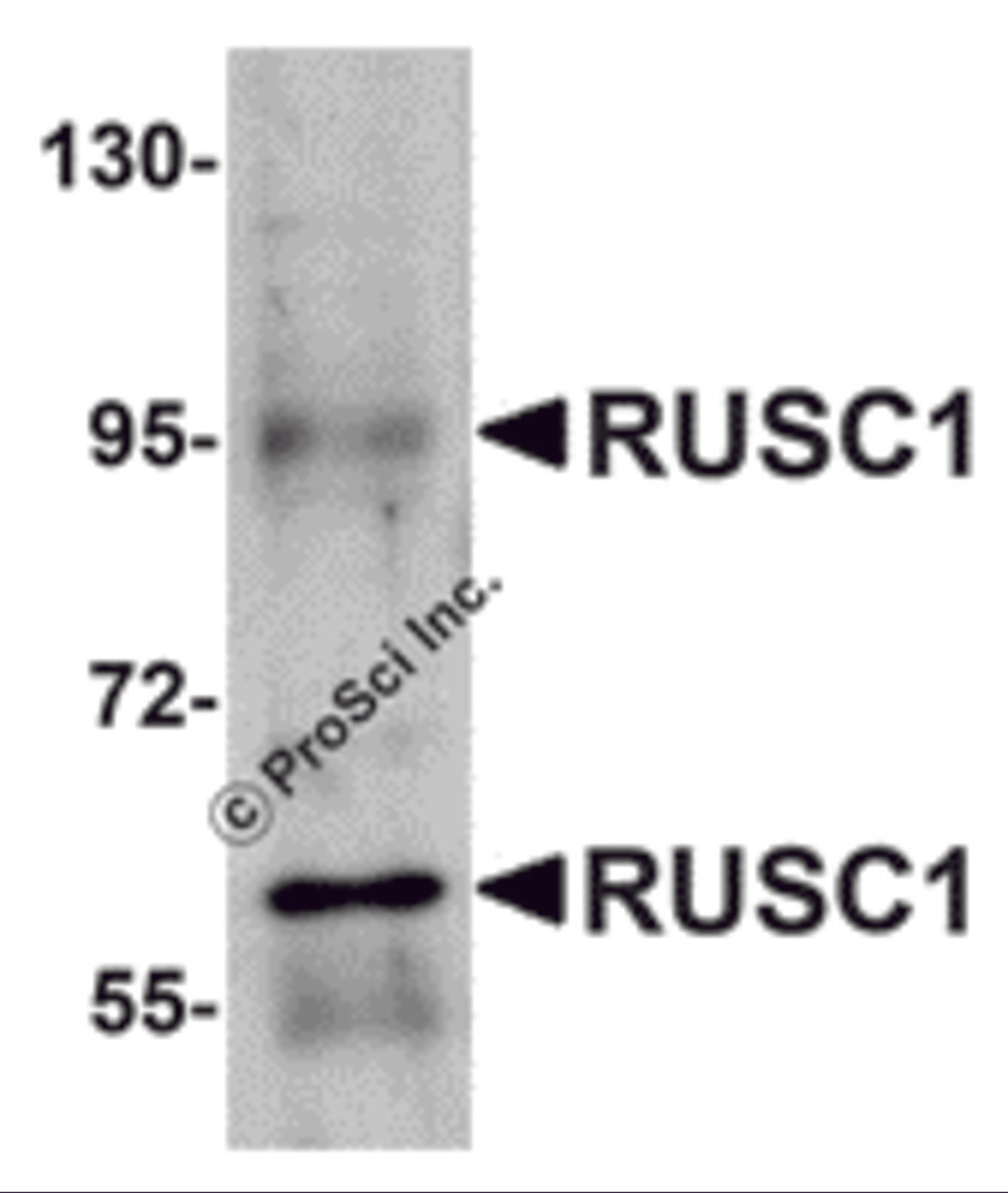 Western blot analysis of RUSC1 in A-20 cell lysate with RUSC1 antibody at 1 μg/mL.