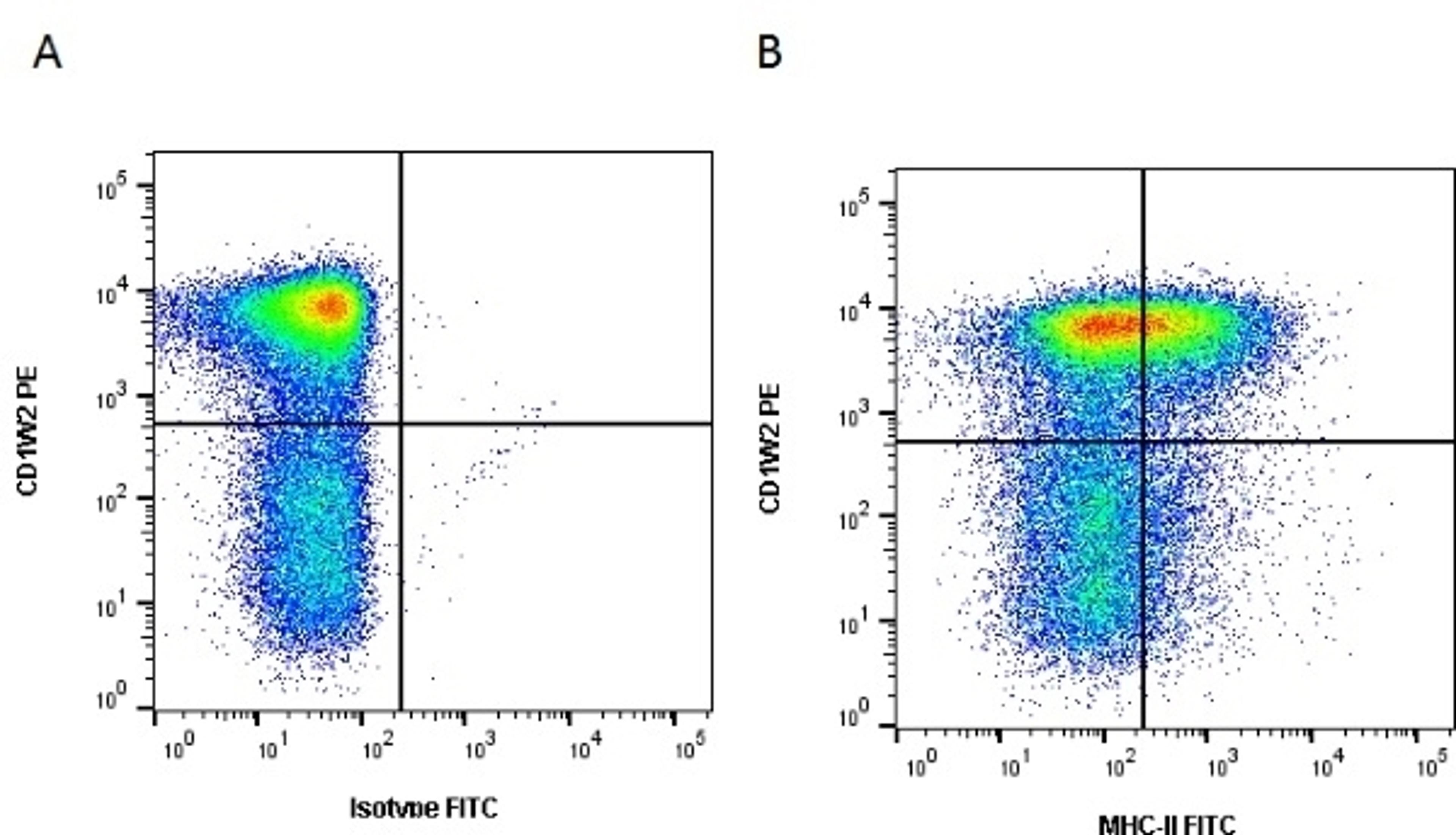 Figure A. Mouse anti Bovine CD1w2. Figure B. Mouse anti Bovine CD1w2
