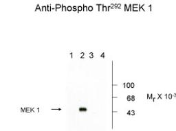 Western blots of recombinant wild type and mutant MEK 1 showing phospho-specific immunolabeling.  Lanes 1 and 2 are wild type MEK 1; lanes 3 and 4 are mutant MEK 1 (Thr292Arg).  MAP kinase was coexpressed in the samples run in lanes 2 and 4.  