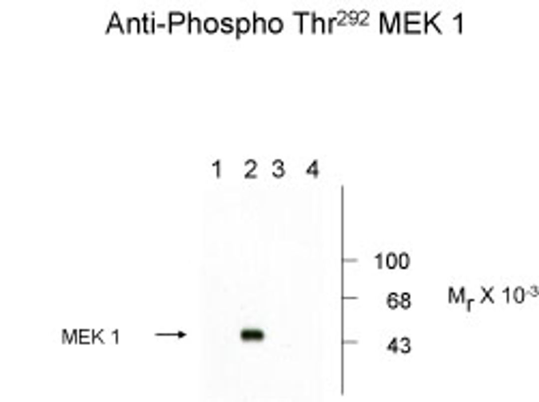 Western blots of recombinant wild type and mutant MEK 1 showing phospho-specific immunolabeling. Lanes 1 and 2 are wild type MEK 1; lanes 3 and 4 are mutant MEK 1 (Thr292Arg). MAP kinase was coexpressed in the samples run in lanes 2 and 4.
