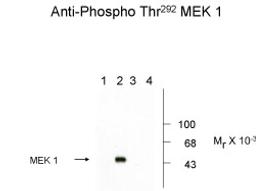 Western blots of recombinant wild type and mutant MEK 1 showing phospho-specific immunolabeling. Lanes 1 and 2 are wild type MEK 1; lanes 3 and 4 are mutant MEK 1 (Thr292Arg). MAP kinase was coexpressed in the samples run in lanes 2 and 4.