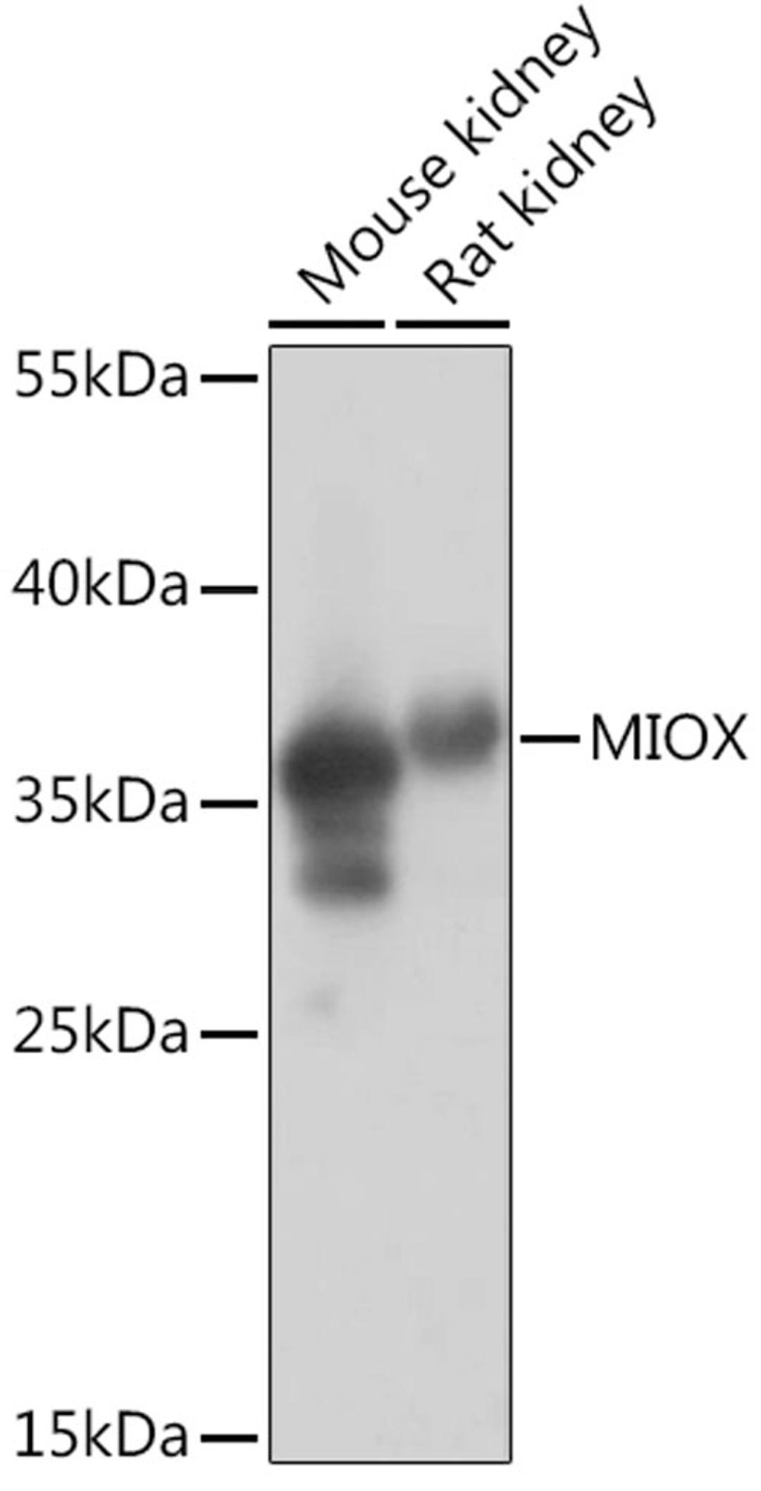 Western blot - MIOX Rabbit pAb (A14409)