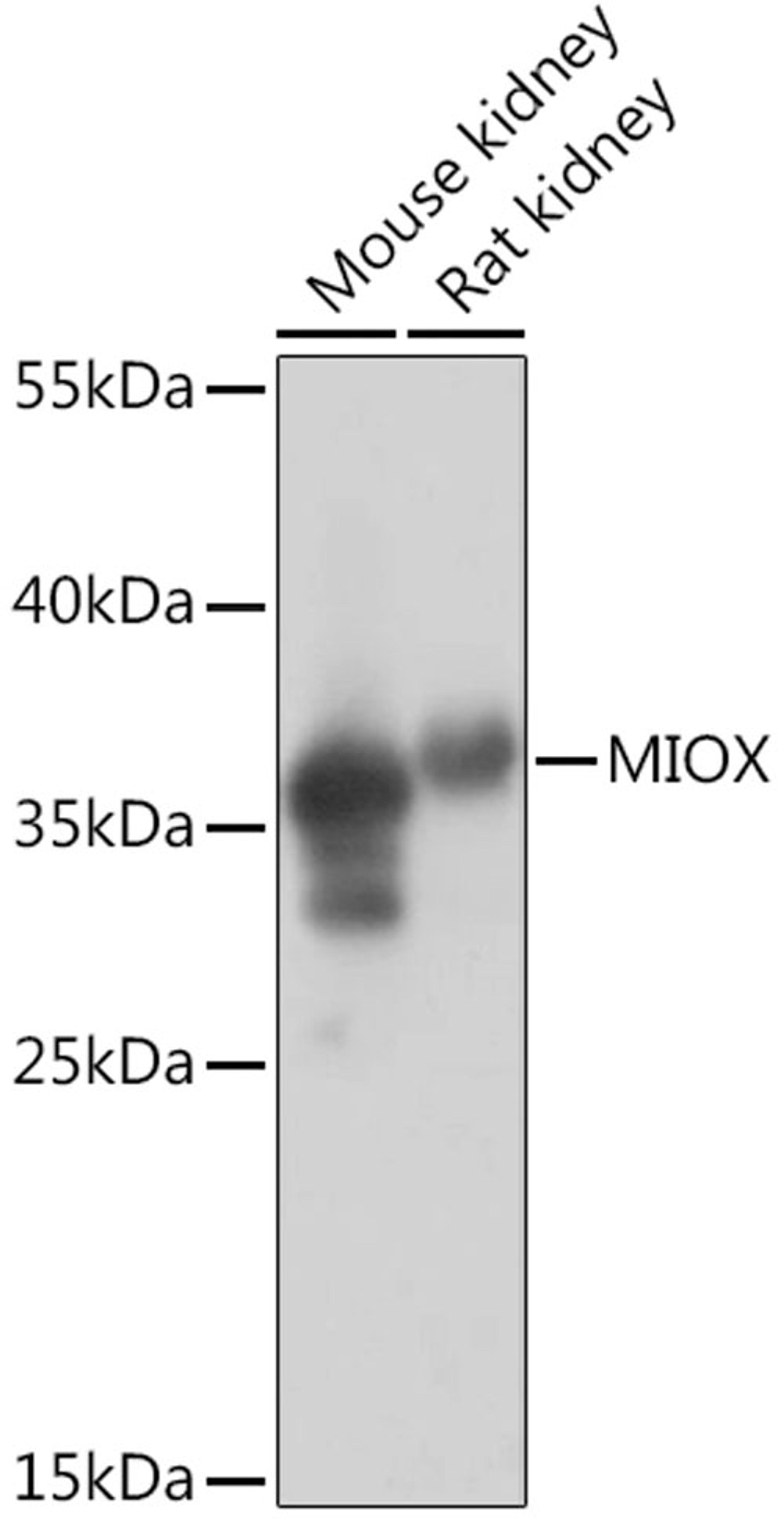 Western blot - MIOX Rabbit pAb (A14409)