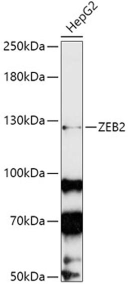 Western blot - ZEB2 antibody (A5705)