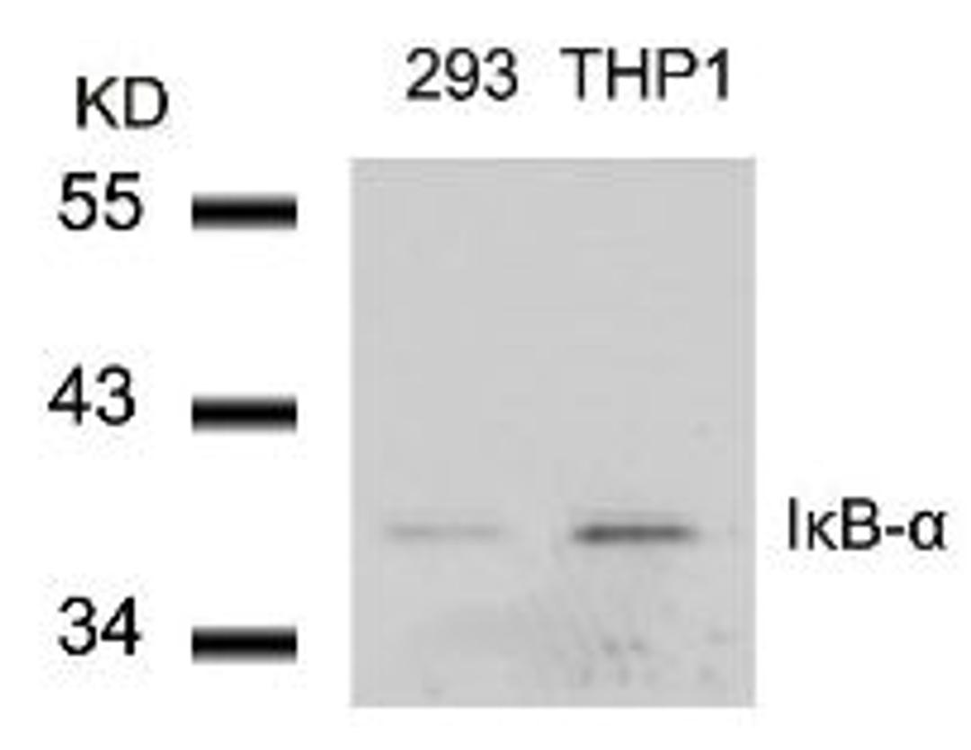 Western blot analysis of lysed extracts from 293 and THP1 cells using I&#954;B-&#945; (Ab-42).