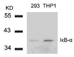 Western blot analysis of lysed extracts from 293 and THP1 cells using I&#954;B-&#945; (Ab-42).