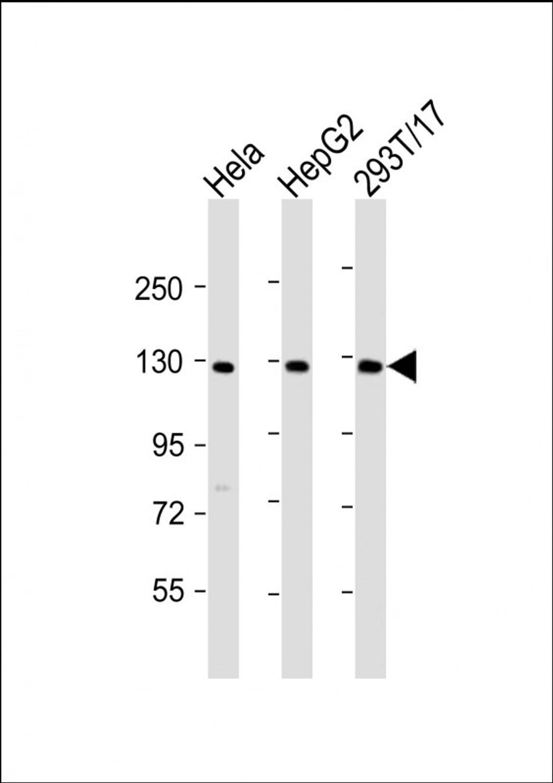 Western Blot at 1:2000 dilution Lane 1: Hela whole cell lysate Lane 2: HepG2 whole cell lysate Lane 3: 293T/17 whole cell lysate Lysates/proteins at 20 ug per lane.